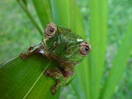 Tree Frog